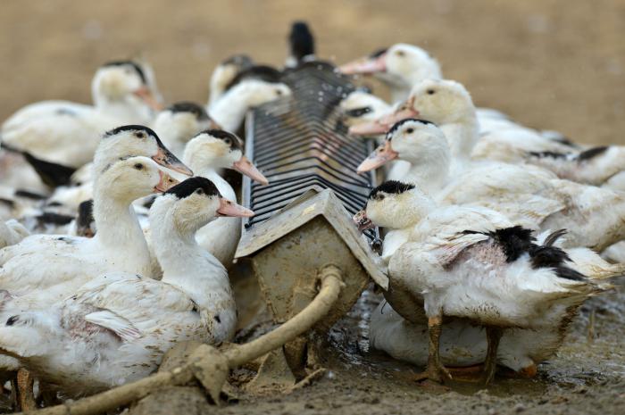 O que alimentar o pato? Cultivo de patos