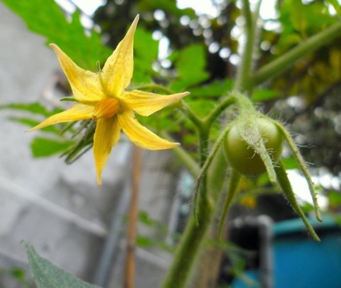 Formação de um arbusto de tomate