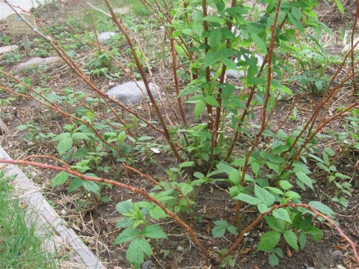 Preparando-se para o inverno: poda de framboesas após a frutificação