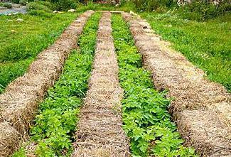 extensos métodos de cultivo prevalecem