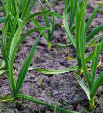 Como plantar alho para o inverno está correto. Avisos para agricultores de caminhões experientes