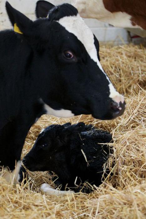 Vacas de raça negra e heterogênea, sua criação, produtividade