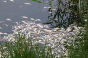 Frango com peixe para a lagoa