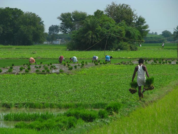 Indústria da Índia. Indústria e Agricultura da Índia