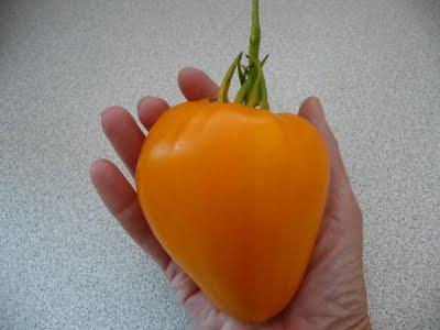 tomate gold heart отзывы