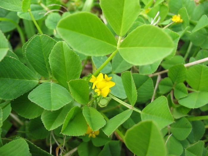 Planta de forragem herbácea família de leguminosas: as espécies mais comuns