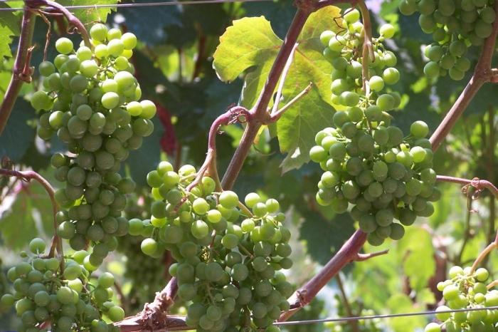 Uvas. As notas de vinho contêm até 70% de açúcar