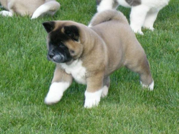 American Akita de cachorro