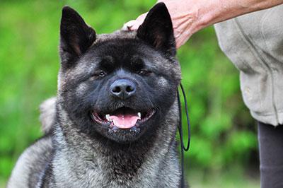 preço de akita americano