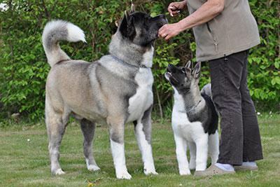 filhotes de cachorro do Akita americano