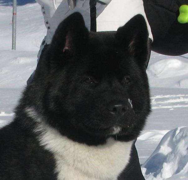 akita inu american