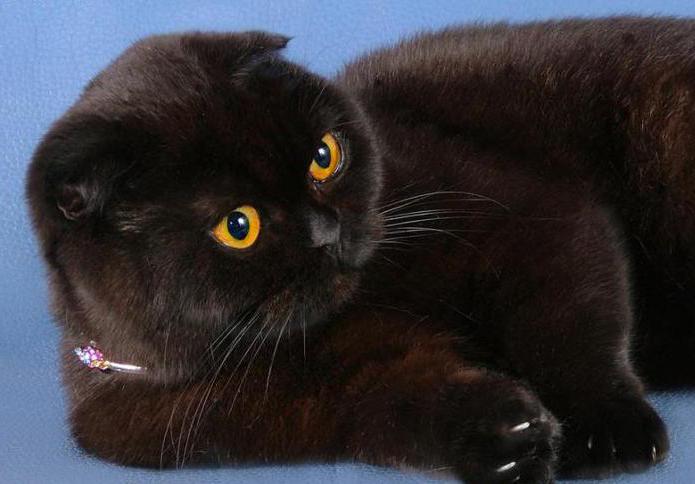 British Black Cat: descrição, características, características e comentários