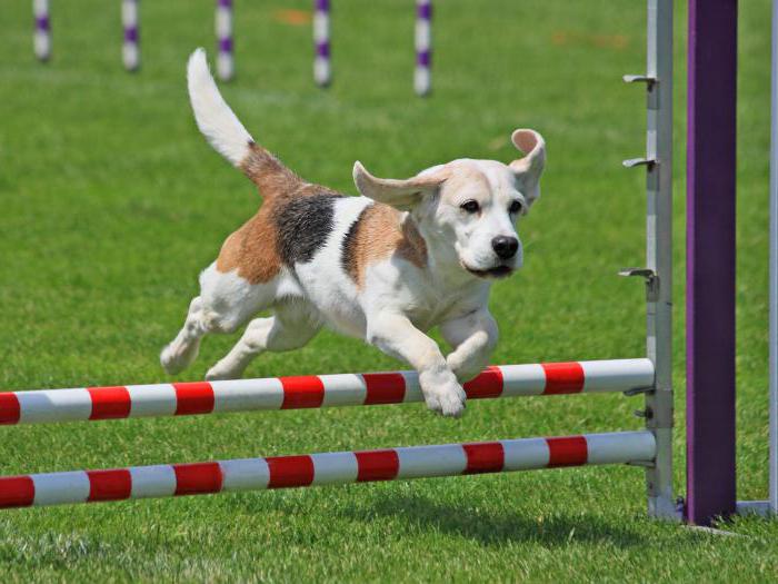 O que é agilidade? Agilidade para cães na Rússia: regras de competição, conchas, trilhas