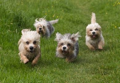  dandy dinmont terrier cattery