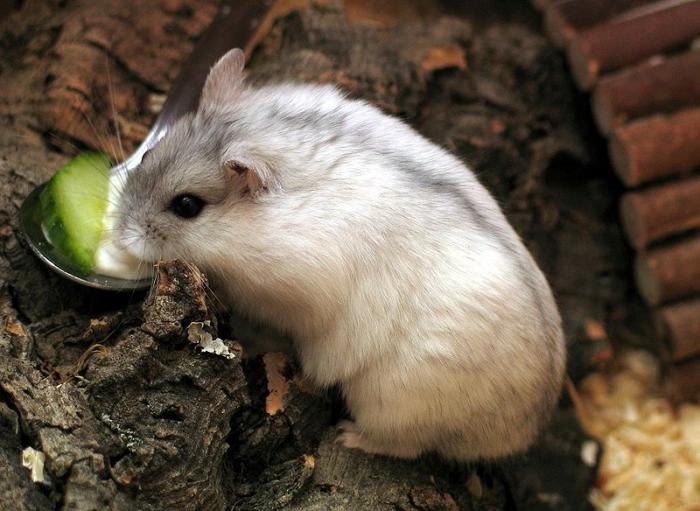 Hamsters Dzhungar: cuidados e manutenção em casa