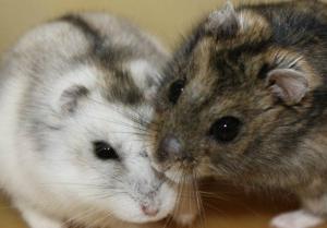 Hamsters caseiros da raça