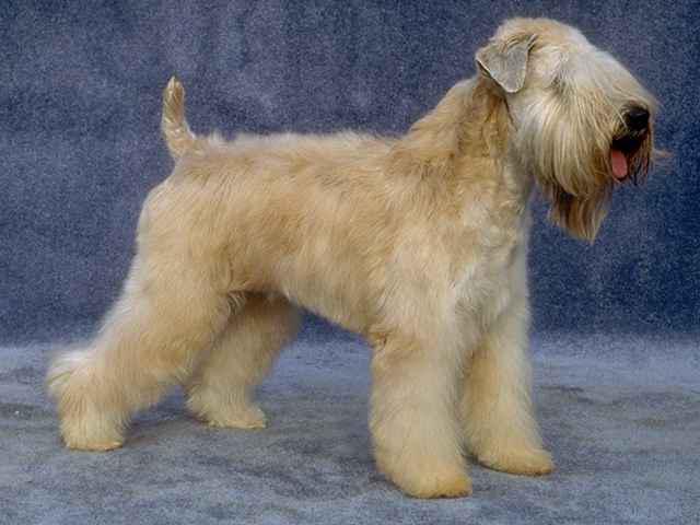 Terrier de casaco macio irlandês