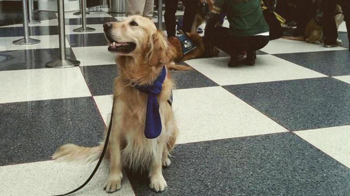 Como transportar um cachorro em um avião em toda a Rússia, no exterior?