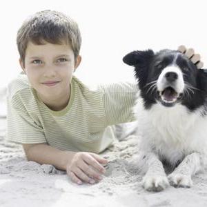 Como reconhecer e tratar o líquen em cães