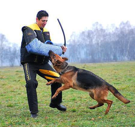  como fazer um cão irritado com os cães de outras pessoas 