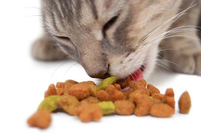 Alimentos para gatos 