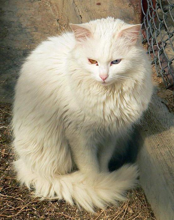 gatos com focinho estendido e orelhas grandes angorá turca