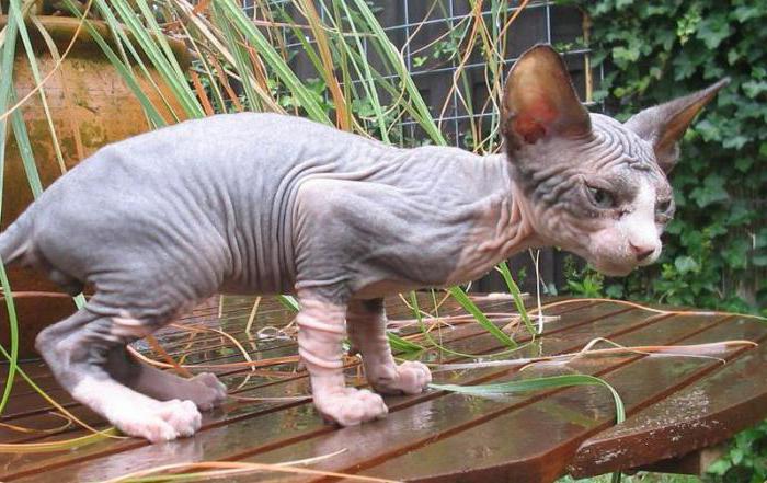 gatos com focinho estendido e orelhas grandes como a raça é chamada