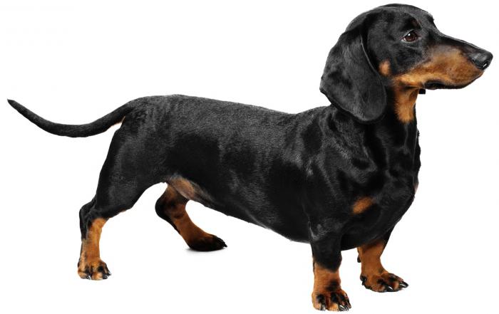 Ponto vermelho no estômago do cão: causas de aparência, espécies