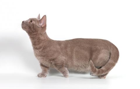 Munchkin - um gato alegre com patas curtas