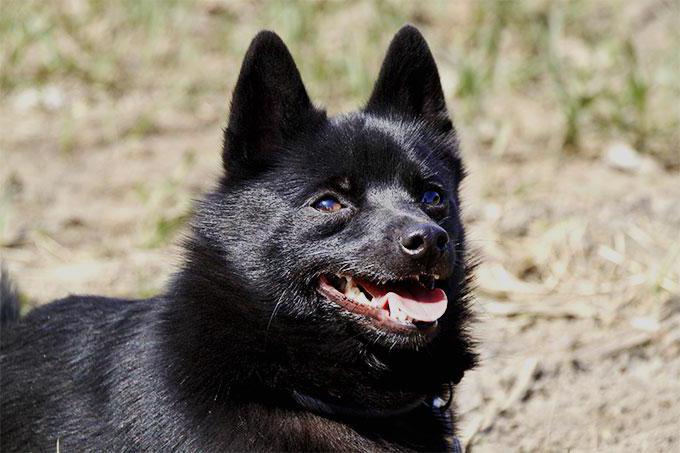 Descrição do schipperke da raça: a natureza do animal, a foto