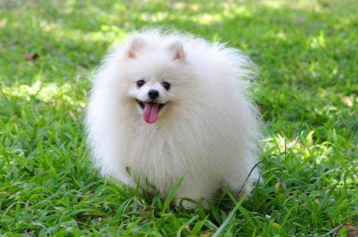 Pomeranian Spitz: conteúdo e cuidados. Cães domésticos de raças pequenas