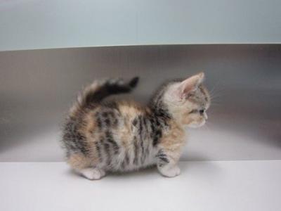 Raça de gato com patas curtas: origem, características, cuidados