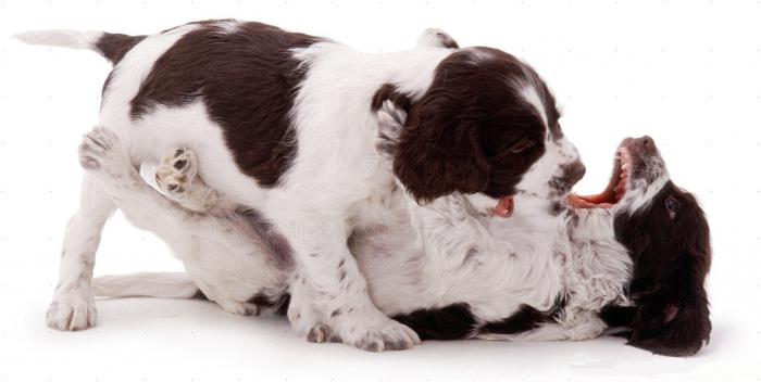 Springer Spaniel