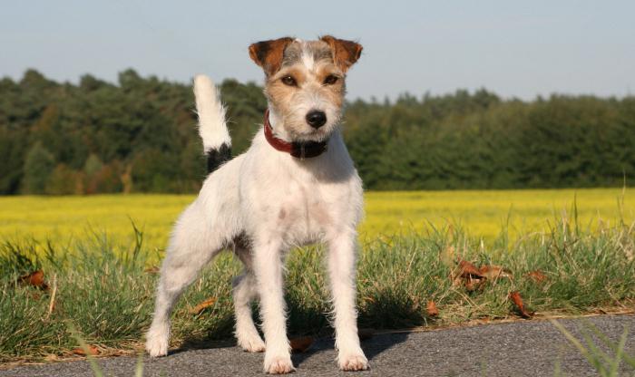 Parson Russell Terrier