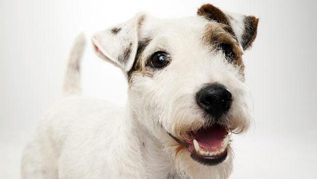 cão pastor apagado terrier