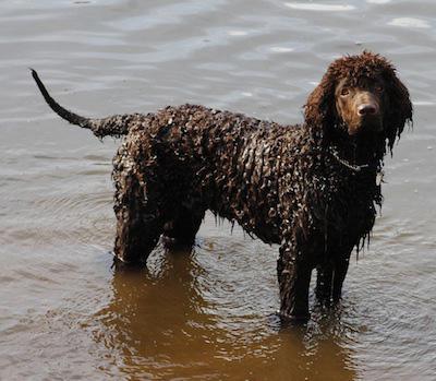 cão irlandês água spaniel bom atendimento