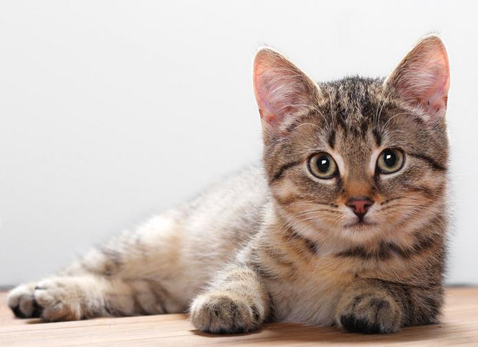 Esterilização do gato