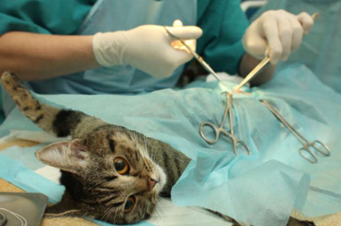 o que acontece com o gato depois da esterilização