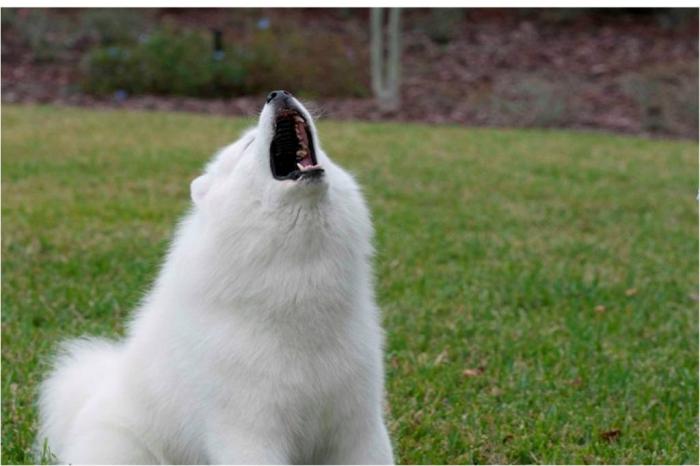 Como disaccustom um cachorro para latir em casa