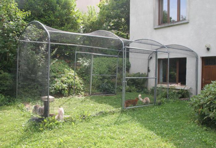 Aviário para um gato: caminhadas seguras na rua e uma acomodação útil no apartamento