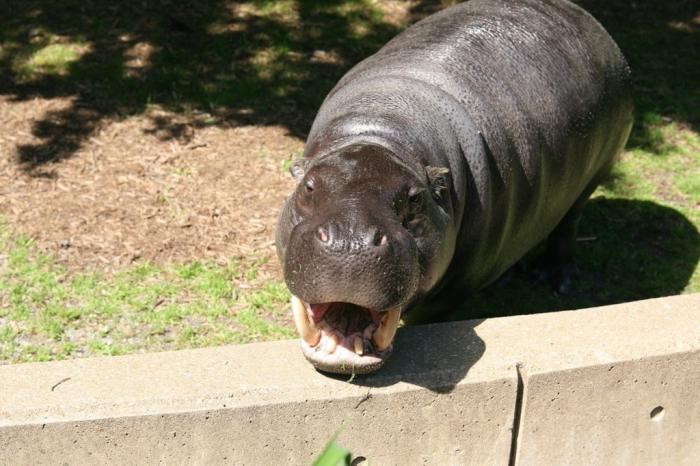 Meet - um hipopótamo pigmeu!