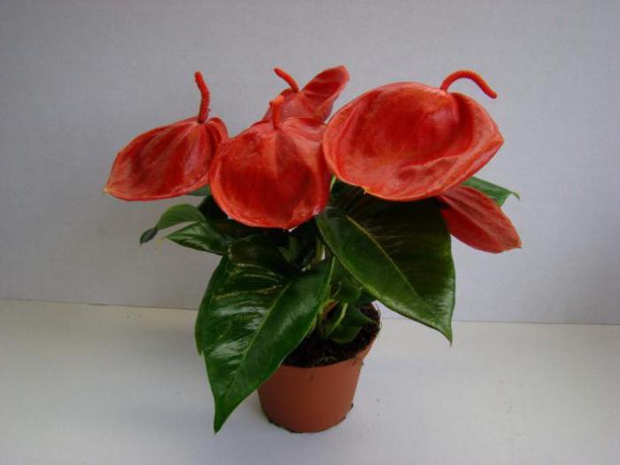 anthurium sherzer flor