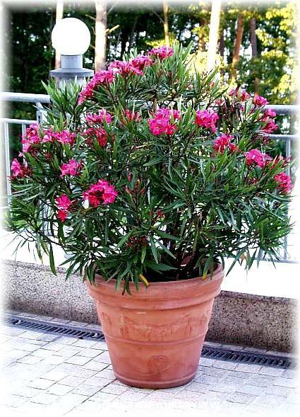 oleander rosa