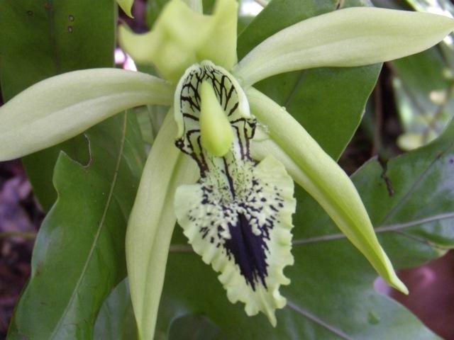 Orquídeas pretas