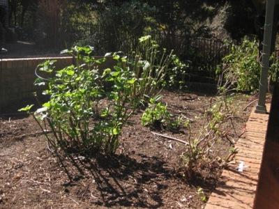 O que plantar no outono no jardineiro amador amador: dicas úteis