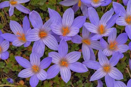 fotos de flores de outono