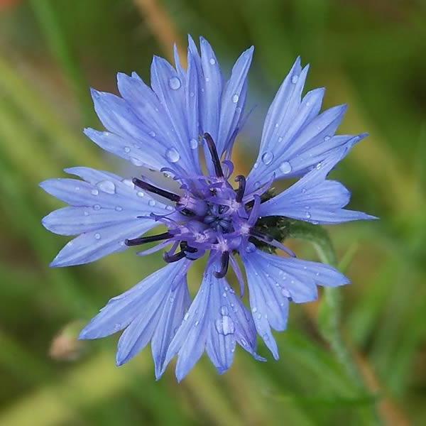 Flores de cornflowers