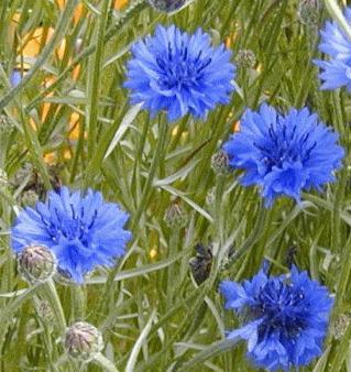  Foto De Flores De Cornflower