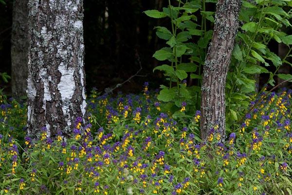 A flor de ivan-da-marya: plantas em nossas florestas