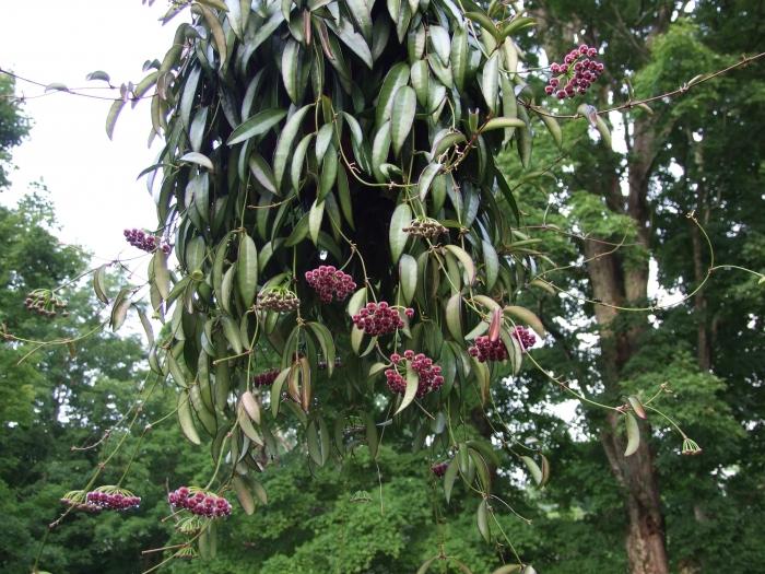 Uma videira florescente em seu jardim